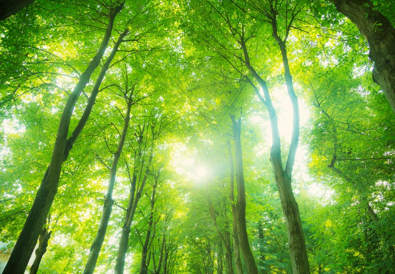 Go Green, give trees a break with this paperless alternative.